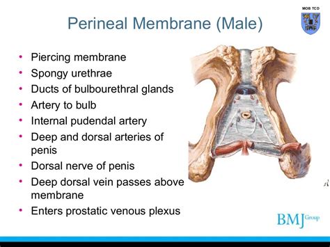 Perineal raphe .